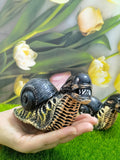 Alien mutant snail resin decorative ornaments ornaments