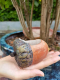 Hazelnut flower pot garden resin decorative ornaments