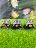 Turtle garden resin decorative ornaments