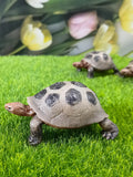 Turtle garden resin decorative ornaments